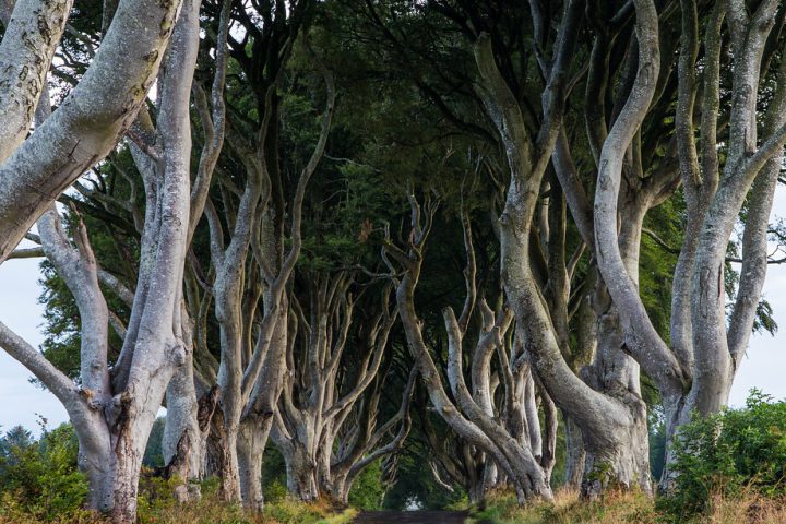 28729018247_c6c3da4e0e_b