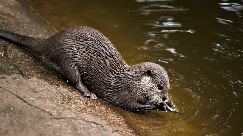 otter