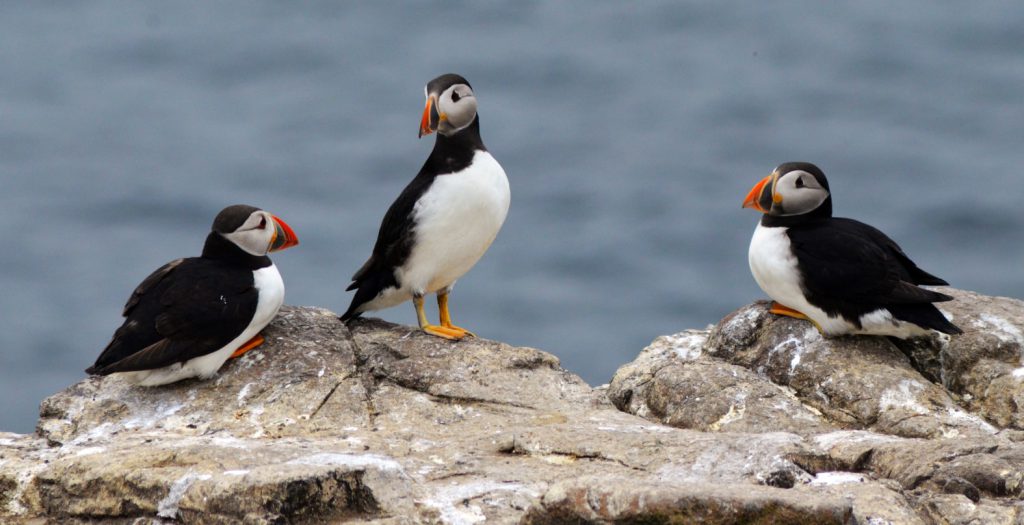 puffin-2