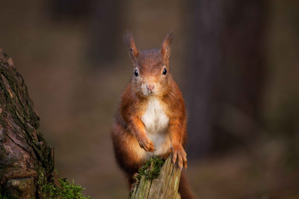red-squirel